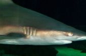 Hoe maak je een Pinata Shark