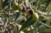 How to Grow olijfbomen in het zuiden