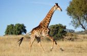 Hoe snel draait een Giraffe?