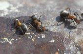 Hoe te doden de mieren met honing