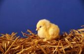 Preschool lessen over eieren & kippen