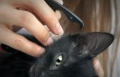 Hoe de behandeling van een kat met Tresaderm voor een oorontsteking