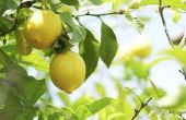 Wittevlieg besturingselement op citrusbomen