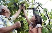How to Install berichten & draad voor wijnstokken