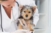 Campylobacter symptomen bij honden
