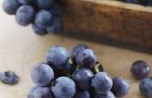 Hoe te verwijderen van de zaden van Concord druiven