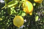 Groeistadia van een citroen-boom