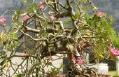Hoe Bonsai Rhododendron-planten