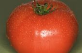 Hoe maak je tuin verse gestoofde tomaten