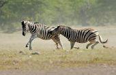 Hoe snel kan een Zebra uitvoeren?