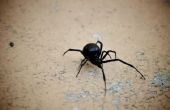 Zwarte weduwe spinnen en ei blaasjes bepalen
