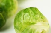 How to Care for Brussels Sprout planten