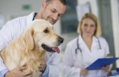 Oorzaken van Pancreatitis bij honden