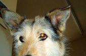 Over Polysporin oordruppels voor honden