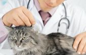 Wat zijn de oorzaken van verhoogde niveaus in functie van de lever van een kat?