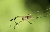 Gemeenschappelijke huishoudelijke spinnen in Kentucky