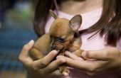 How to Train een Chihuahua pup te doen van trucs