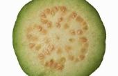 Hoe droog Guava