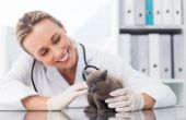 Hoe te detecteren van hyperthyreoïdie in Felines