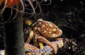 Wat zijn de zuignappen op een Octopus genoemd?