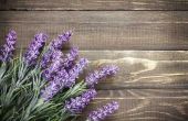 Hoe Plant een lavendel Plant