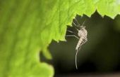 Welke doeleinden muggen dienen in ecosystemen?