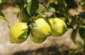 Meyer Lemon Tree ziekten