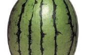 How to Grow watermeloenen in een emmer