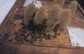 Hoe om te scheiden van de honing van Wax in een dubbele Boiler