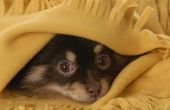 Waarom verberg de honden onder bedden?