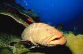 Wat Is het verschil tussen een Rockfish & een Grouper?