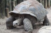 Wat klimaat woon Land schildpadden In?