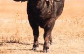 Aanpassingen van de Kafferbuffel