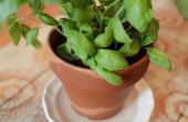 Hoe te slaan van een stervende basilicum Plant in een Pot