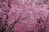 Hoe paarse blad pruim bomen snoeien