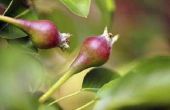 Louisiana Pear Tree rassen