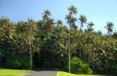 Hoe de zorg voor de Kentia Palm