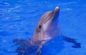 Verschil tussen de mannelijke & vrouwelijke dolfijnen