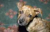Massachusetts verzekering wetten voor huiseigenaren met honden van de stier van de kuil