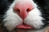 Een droge schilferige neus in een kat
