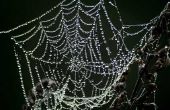 Zelfgemaakte volwassen Spider Web kostuum