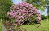 Hoe te planten van Rhododendron