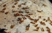 How to Kill rode mieren gemakkelijk