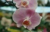 Waarom bladeren geel & vallen off van orchideeën?