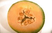 Kan Cross-Pollinate meloen met watermeloen?