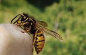 Natuurlijke vijanden van wespen