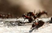 Hoe te doden de mieren op Countertops van het graniet