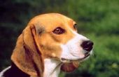 Ziekten Common in Beagles