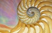 De eerlijke projecten van de wiskunde op Fibonacci getallen