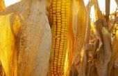Het proces van groeiende maïs uit zaden